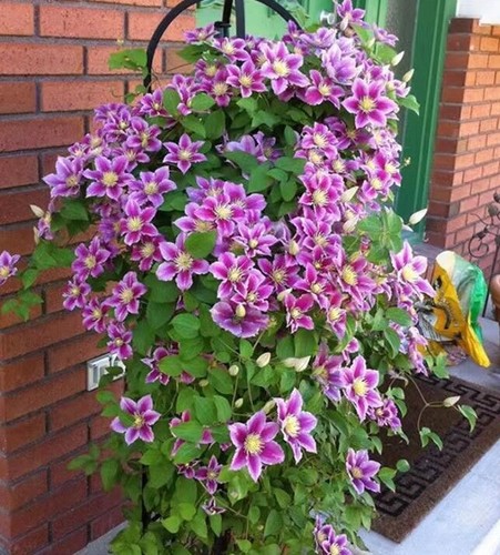 25pc clematis seeds garden - clematis,