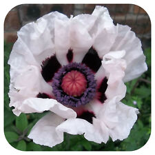 Papaver orientale 'Royal Wedding' x 6 Large Plug Plants Hardy Perennial Poppy