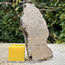 Trionyx Fossil Turtle Shell – Eocene Barton Beds Hampshire UK, Genuine
