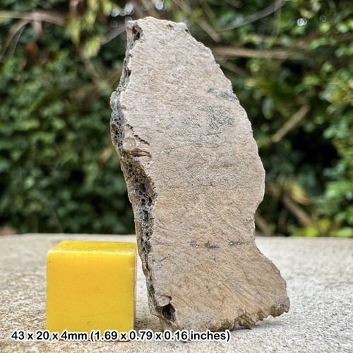 Trionyx fossil turtle shell - fossil,