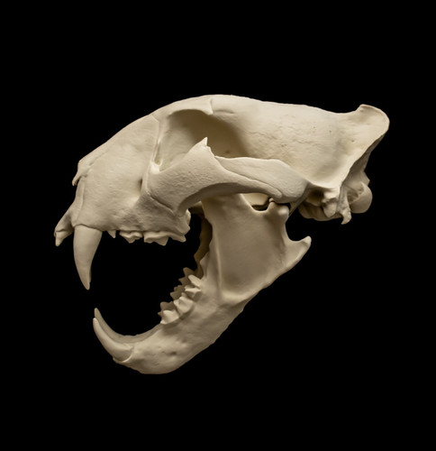 Tiger skull replica siberian - skull,