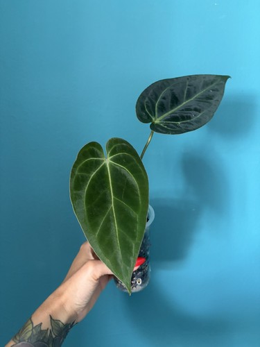 Anthurium - (michelle, eu)