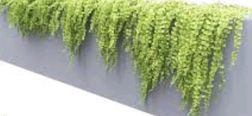 Plug plants creeping jenny - 10,