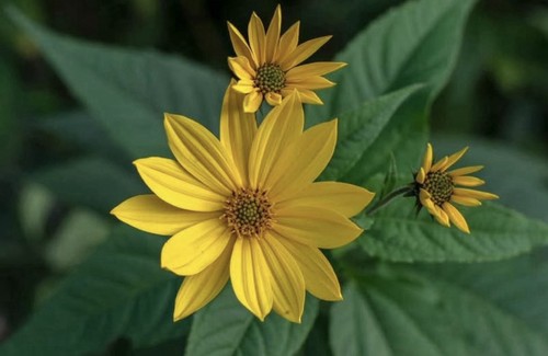 Jerusalem artichoke helianthus - jerusalem,