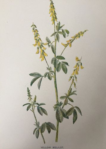 Antique botanical print yellow - print,