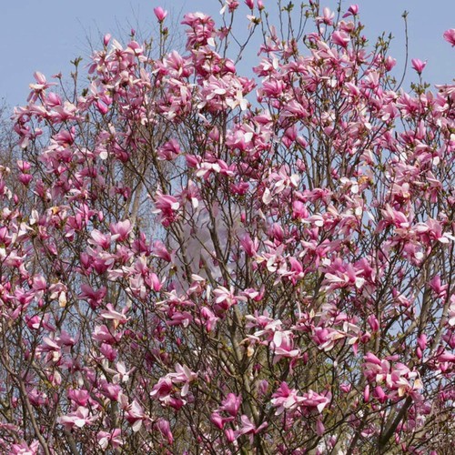 Magnolia galaxy rhs award - galaxy,