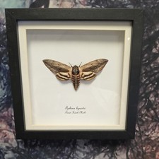 Privet Hawkmoth (Sphinx
