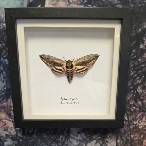 Privet hawkmoth sphinx - privet, (sphinx