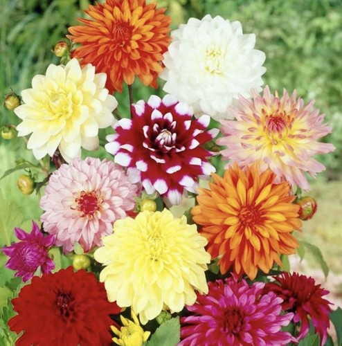 Mixed decorative dahlia - x,