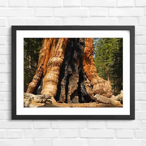 Massive burnt sequoia tree - burnt,