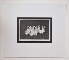 SPORT & GENERAL Aylesbury Ducks, 1918 Poultry Farming Photo Print
