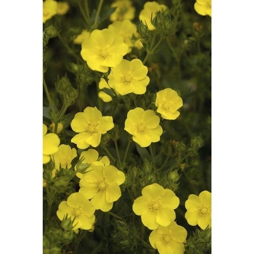 Potentilla recta warrenii 75 - recta,