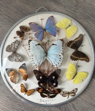 Vintage Butterflies In A Round Glass Frame Wall Hanging