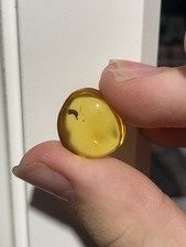 Dominican amber Fossil With