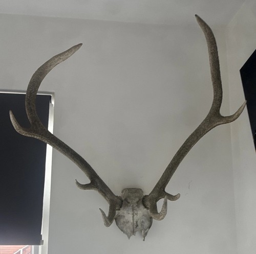 Scottish red deer - , point