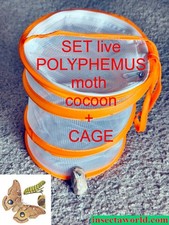 Polyphemus moth,  Antheraea