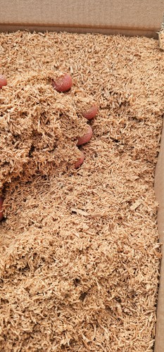 1kg oak sawdust saw dust - 1kg,