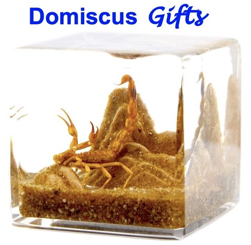 New real brown scorpion - new!,