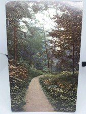 Gresford Woods Wrexham Wales