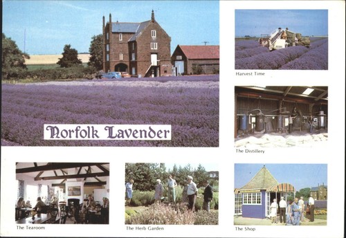 Vintage norfolk lavender - vintage,