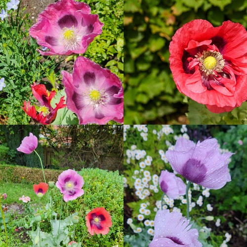 Beautiful mixed poppy seeds