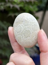 Fossilised Coral Crystal