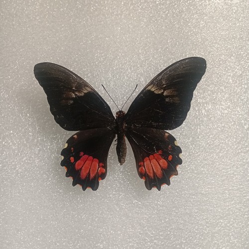 Ruby spotted swallowtail - ruby,