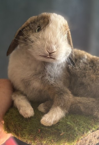 Domestic young rabbit - ,