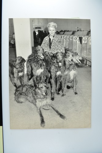 Leonie reilly aviva deerhounds - leonie,