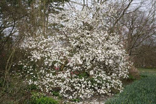 Star magnolia stellata - stellata, tree