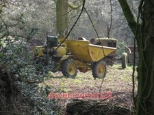 PHOTO  PLANT IN THE WOOD