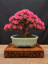 Handmade mint glaze bonsai pot