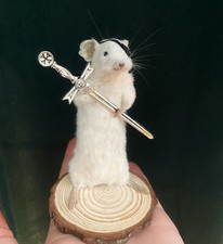 Taxidermy Pirate Mouse 🐭