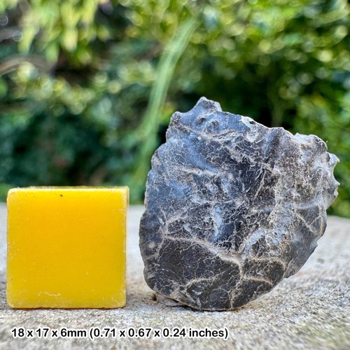 Rare cretaceous fossil - crab,