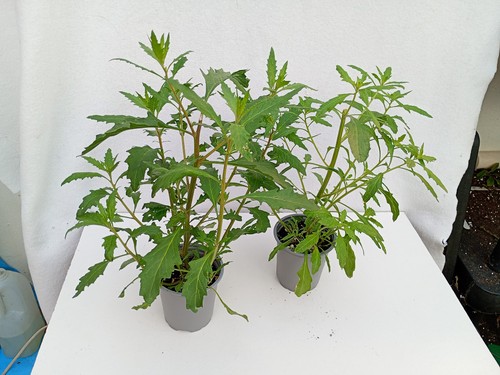 Two epazote plants mexican - two, plants,
