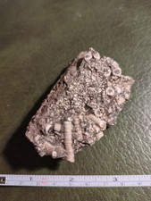 Crinoids, Carboniferous, Uk