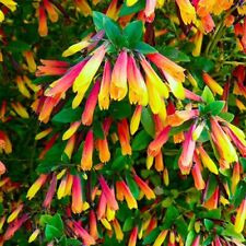 2x Jacobinia pauciflora