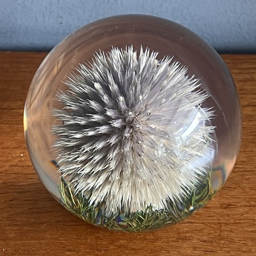 Hippocampus embedments thistle - embedments,