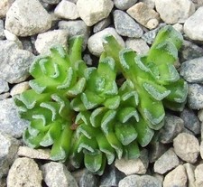 Crassula Susannae rarely available 3.3cm miniature S.African succulent / cactus