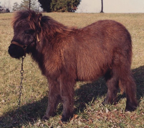 1990s miniature horse pony - horse,
