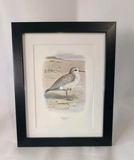 Antique Print Of A Sanderling