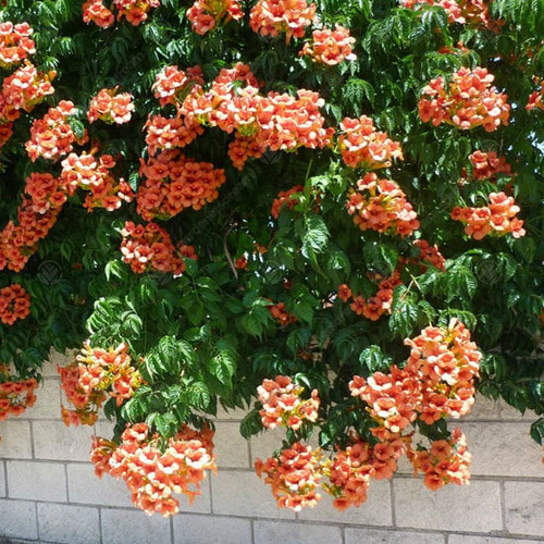Campsis radicans trumpet - campsis, 'radicans'