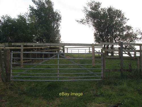Photo 6x4 cattle - 6x4,