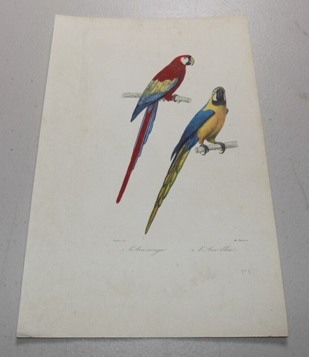 Early 1800s antique bird - bird, print
