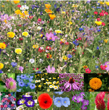 100%Wildflower Seeds Wild Flowers Garden Bee Scented Meadow Mix Seed Flower Pack