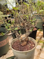 Pot 15cm Rare Bursera