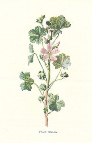 Dwarf mallow wild flowers by - mallow.,
