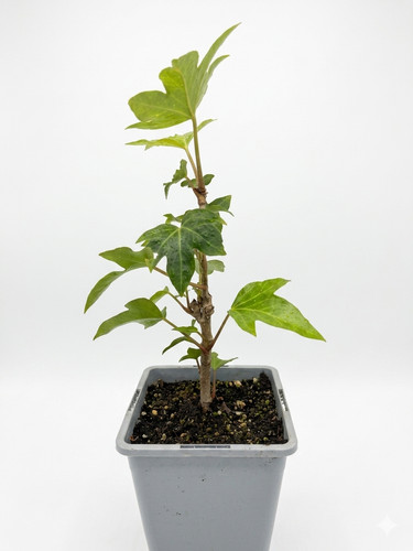 Tree ivy fatshedera - ivy, ×