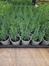 25 Italian Cypress (Cupressus Sempervirens) Seedlings 3 - 4 Inches Tall