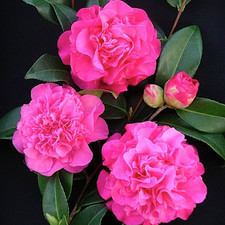 Camellia Debbie Bushy Evergreen Hardy Pink Flowering Outdoor Shrub Plant in Pot